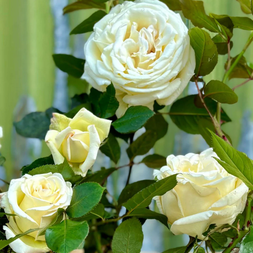 A White Wedding Rose - Image 3