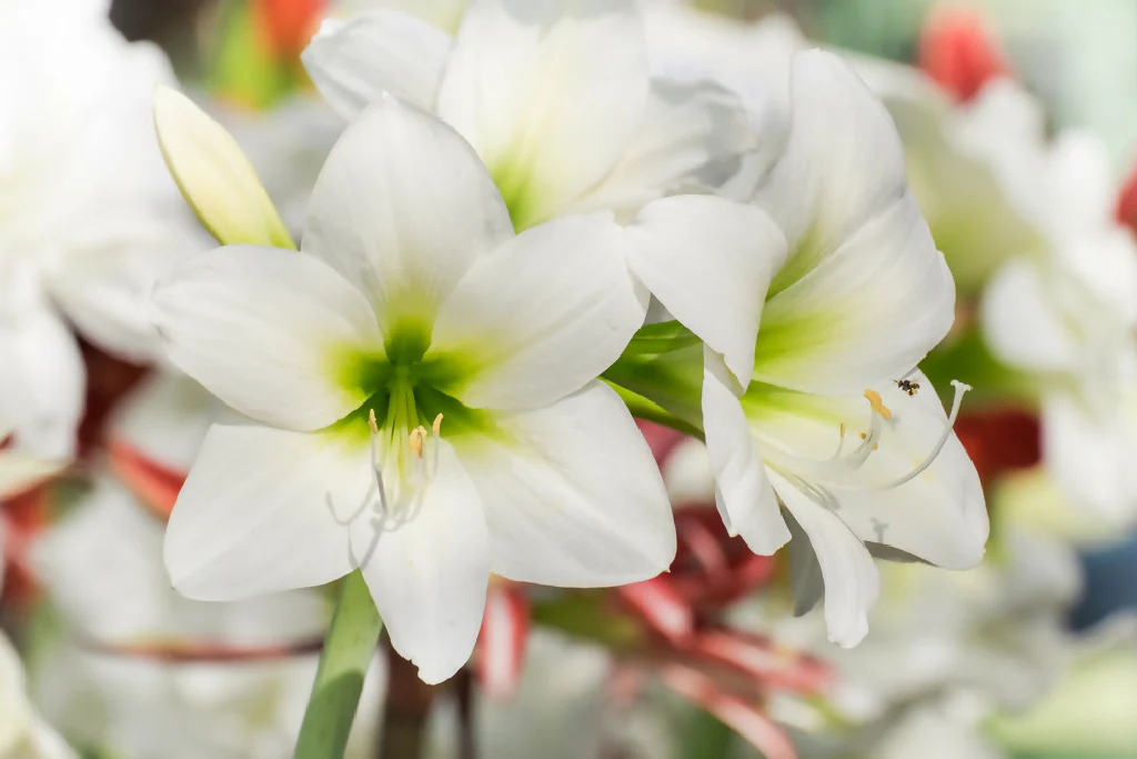 Amaryllis 'White Christmas' Bulb Pack - Image 2