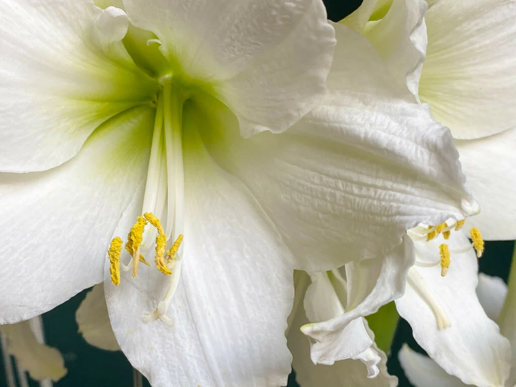 Amaryllis 'White Christmas' Bulb Pack - Image 3