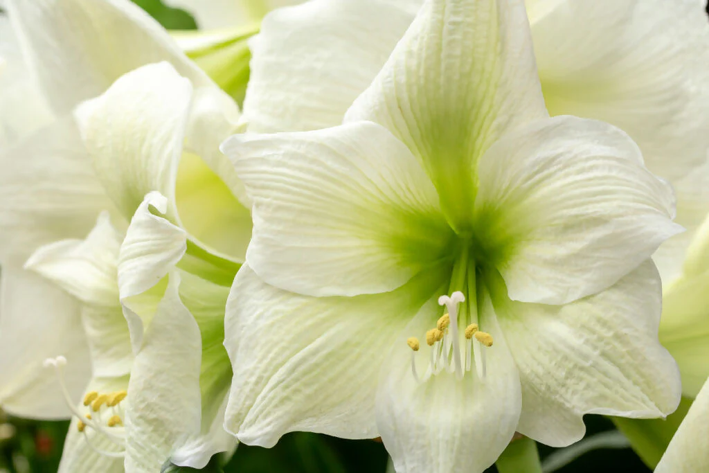 Amaryllis 'White Christmas' Bulb Pack - Image 4