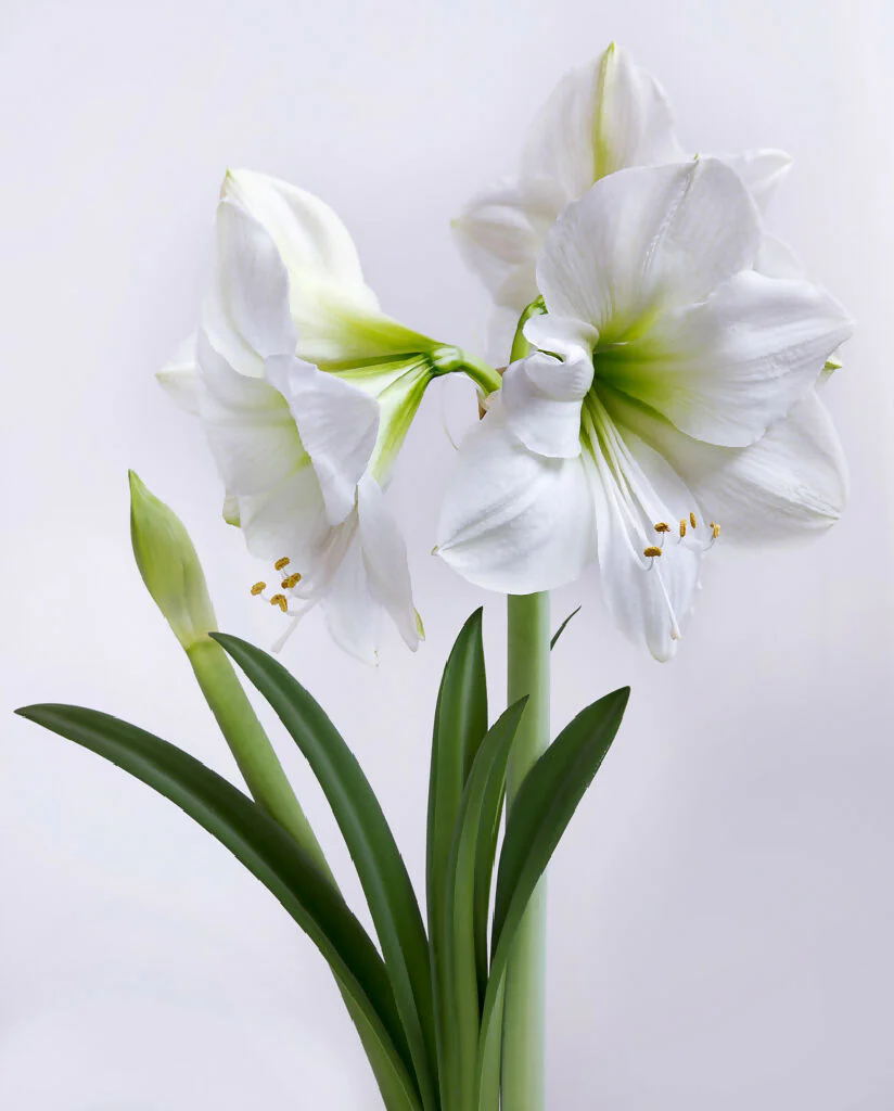 Amaryllis 'White Christmas' Bulb Pack - Image 5