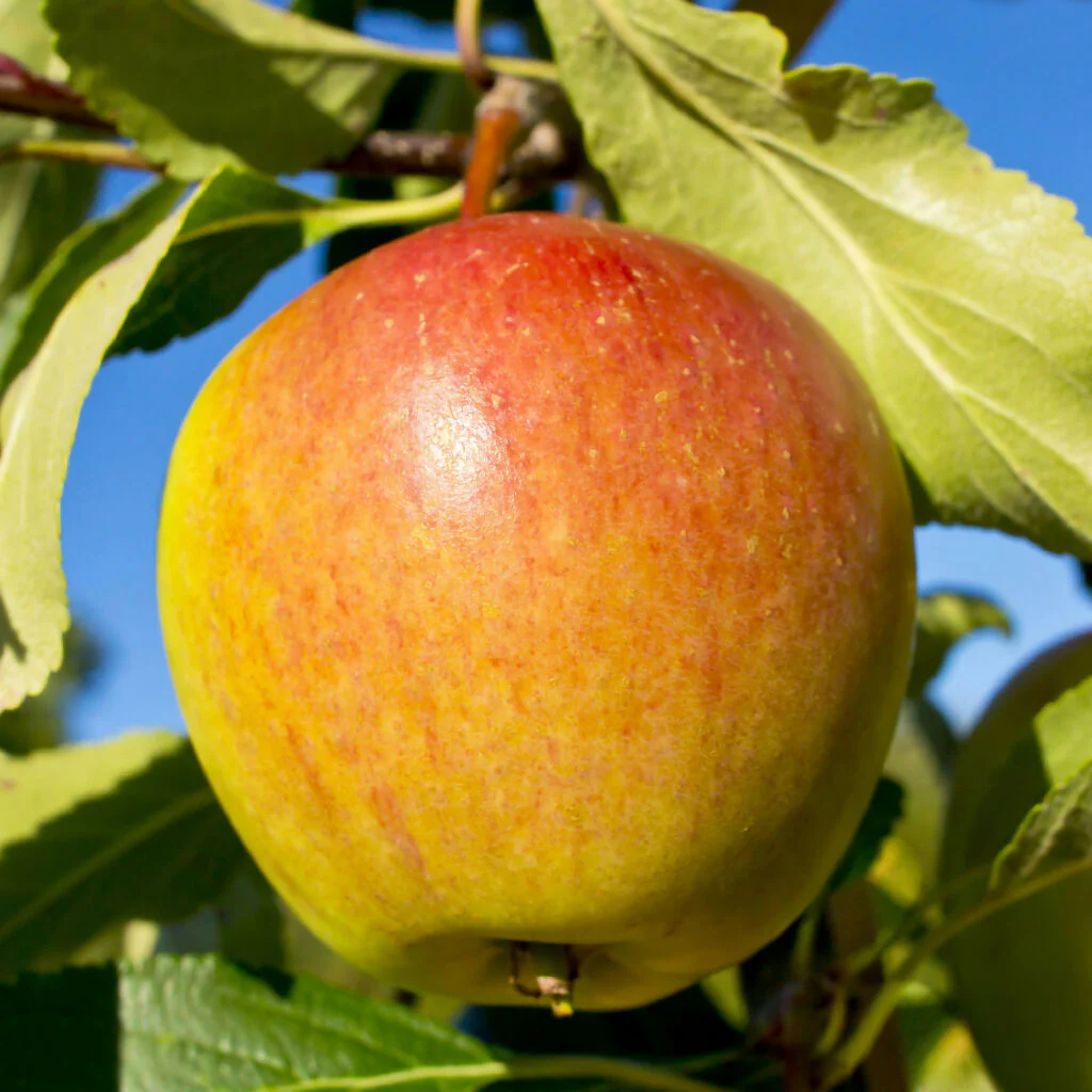 Apple 'Cox Orange Pippin Trees, Full Plants in 10 Litre Pots - Image 3