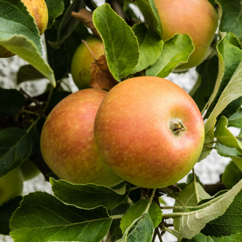 Apple 'Cox Orange Pippin Trees, Full Plants in 10 Litre Pots - Image 4