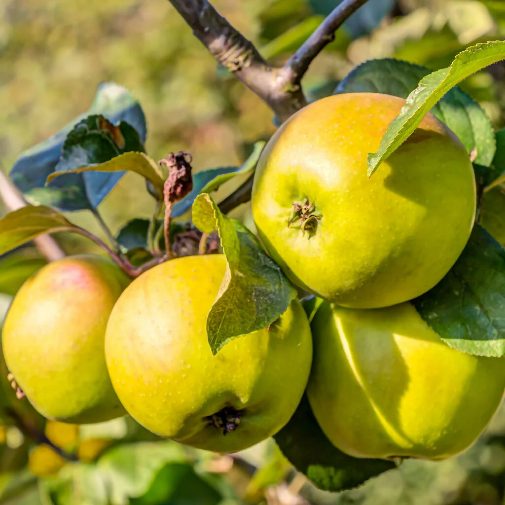Apple Trees, 'Golden Delicious', Full Plants in 10 Litre Pots - Image 2