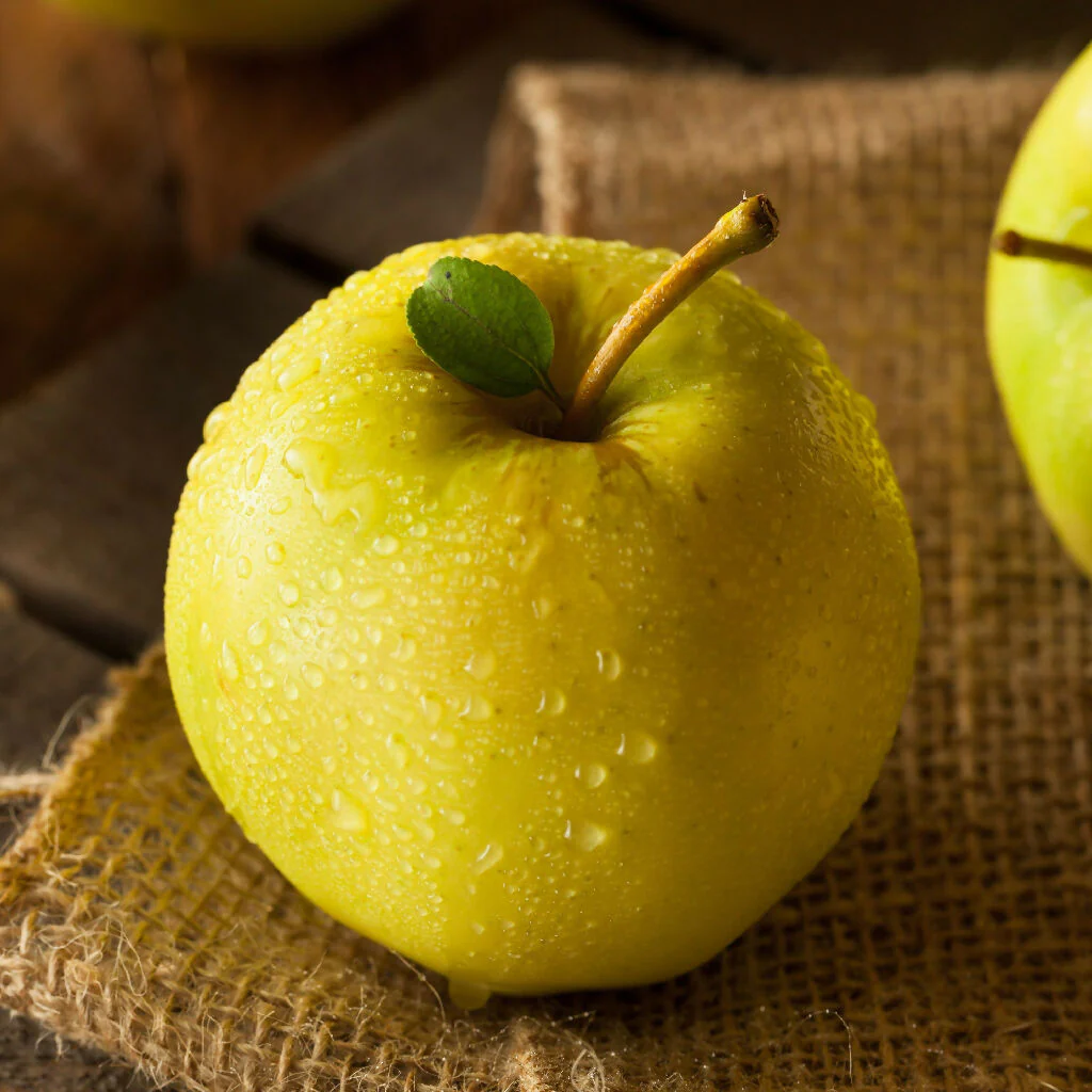 Apple Trees, 'Golden Delicious', Full Plants in 10 Litre Pots - Image 3