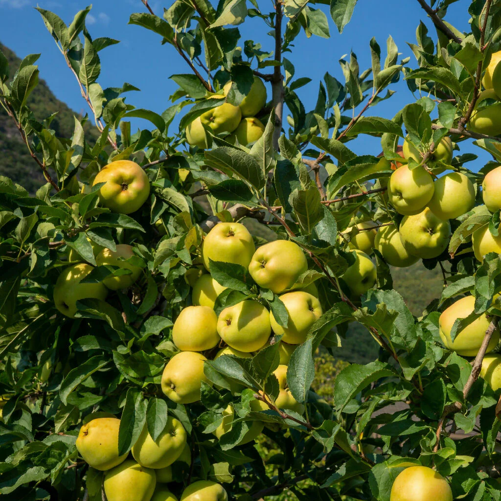 Apple Trees, 'Golden Delicious', Full Plants in 10 Litre Pots - Image 4