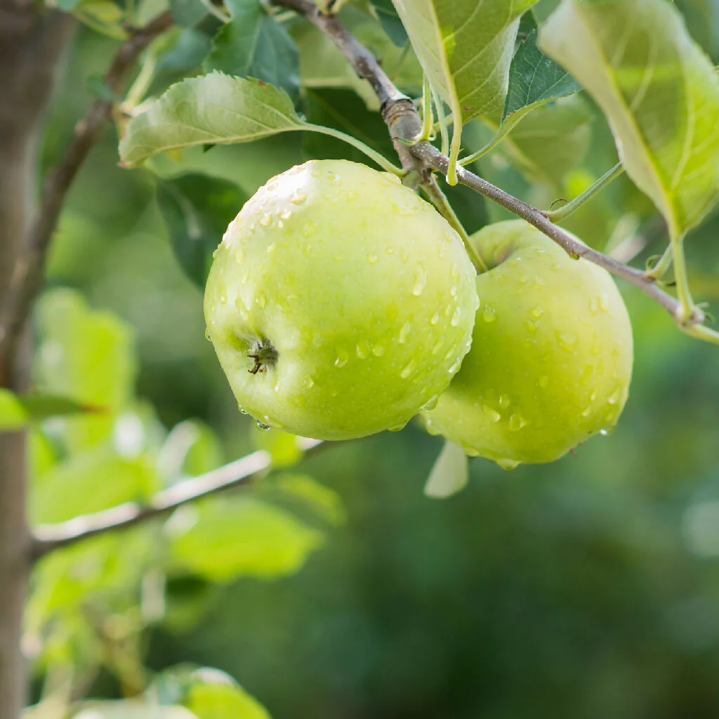 Apple Trees, 'Granny Smith', Full Plants in 10 Litre Pots - Image 5