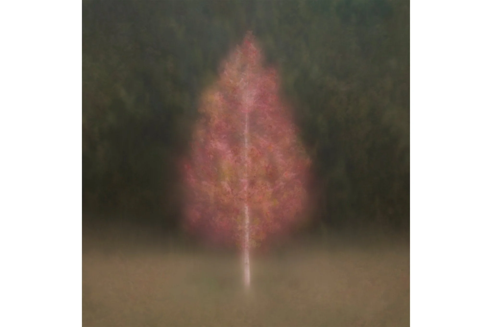 Fine Art Tree Print for Home Interiors 'Aruna' - Image 4