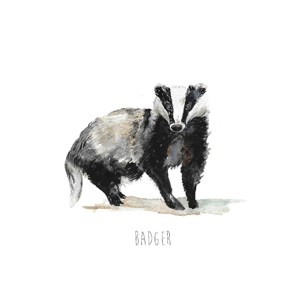 Badger Watercolour Art Print - Image 4