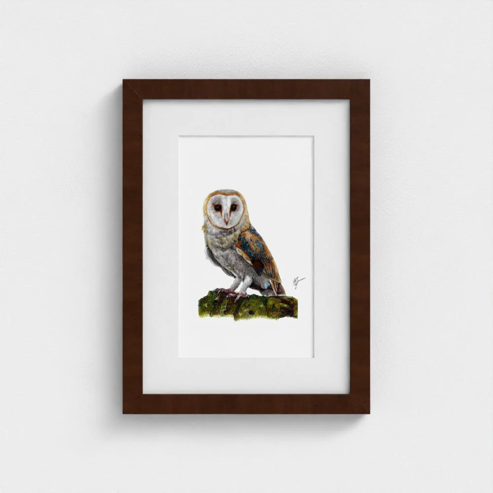 Barn Owl Art Print | British Bird Wall Art | Open Edition