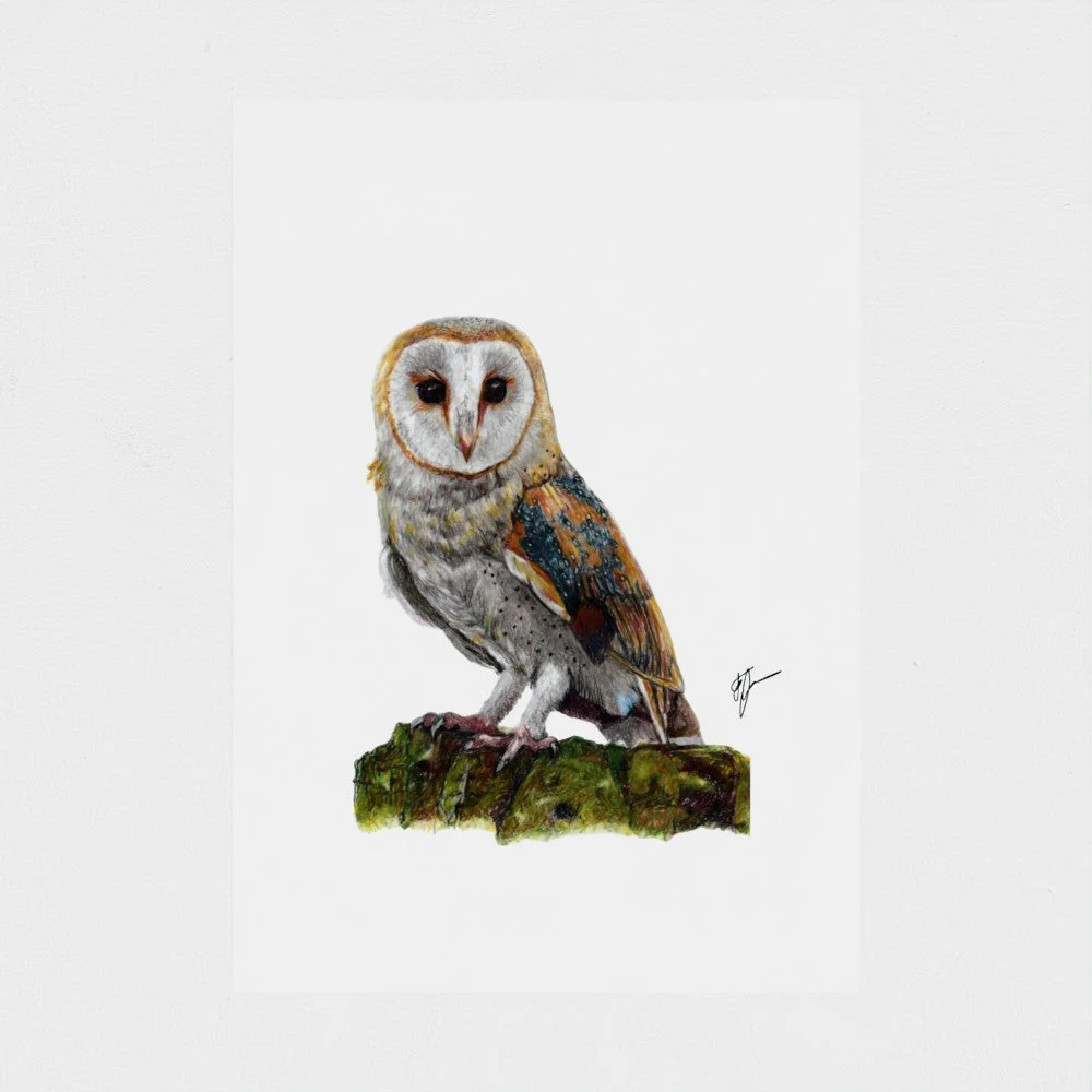 Barn Owl Art Print | British Bird Wall Art | Open Edition - Image 3