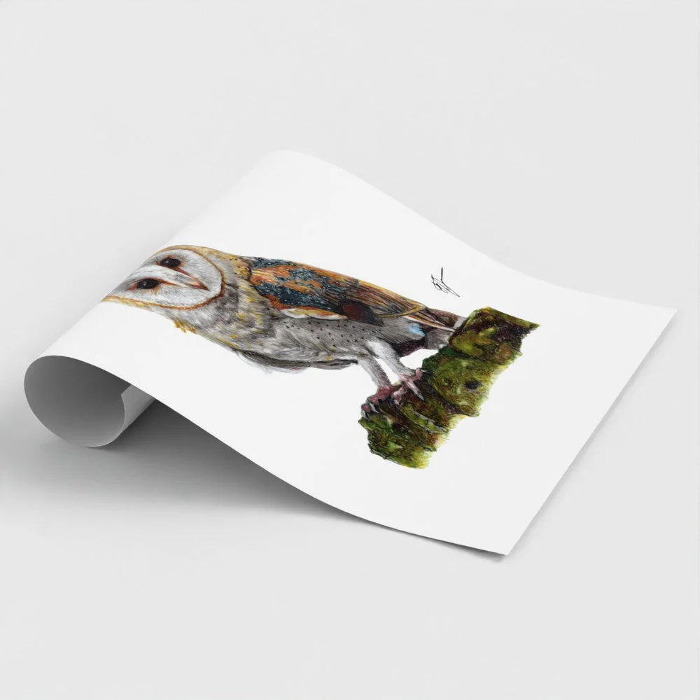 Barn Owl Art Print | British Bird Wall Art | Open Edition - Image 4