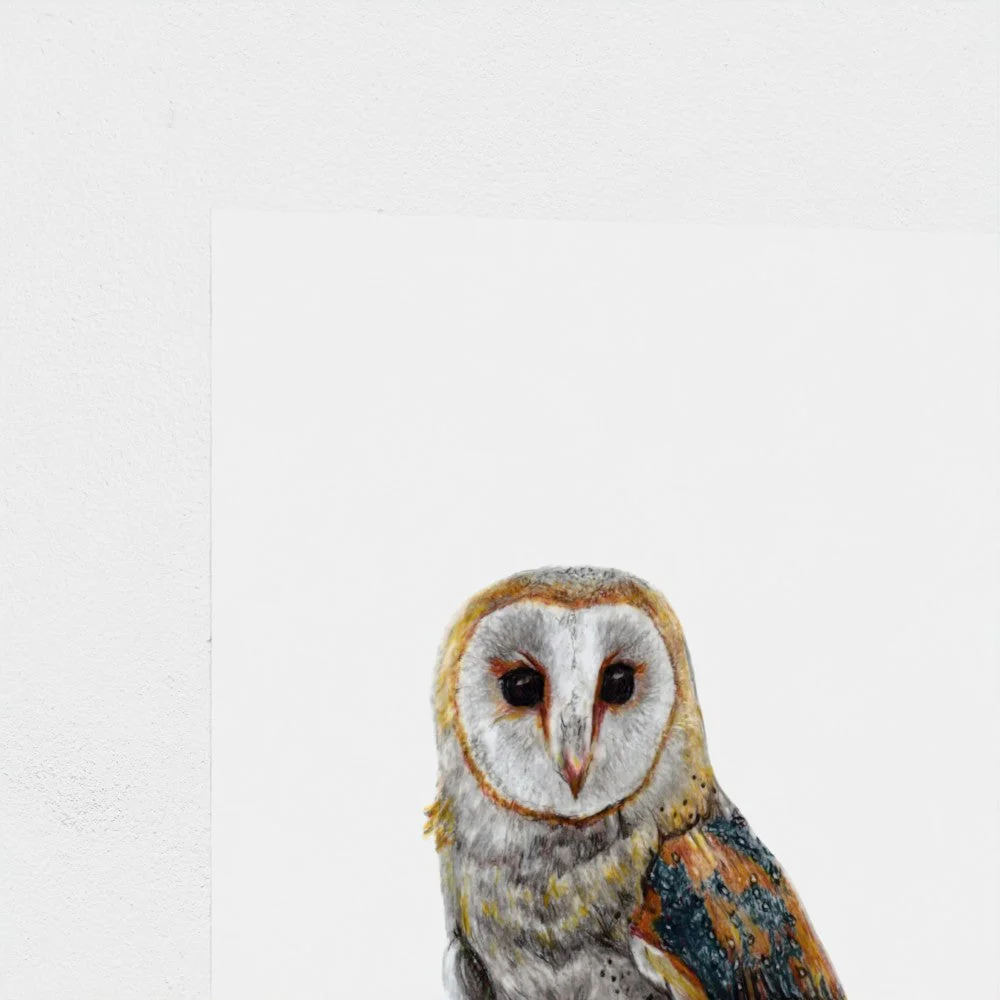 Barn Owl Art Print | British Bird Wall Art | Open Edition - Image 5