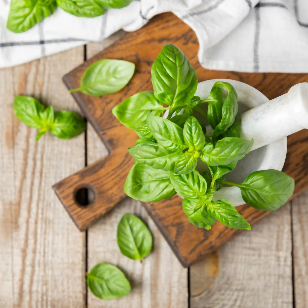 Basil Plants, 'Sweet Genovese', Full Plants in 1 Litre Pots - Image 2