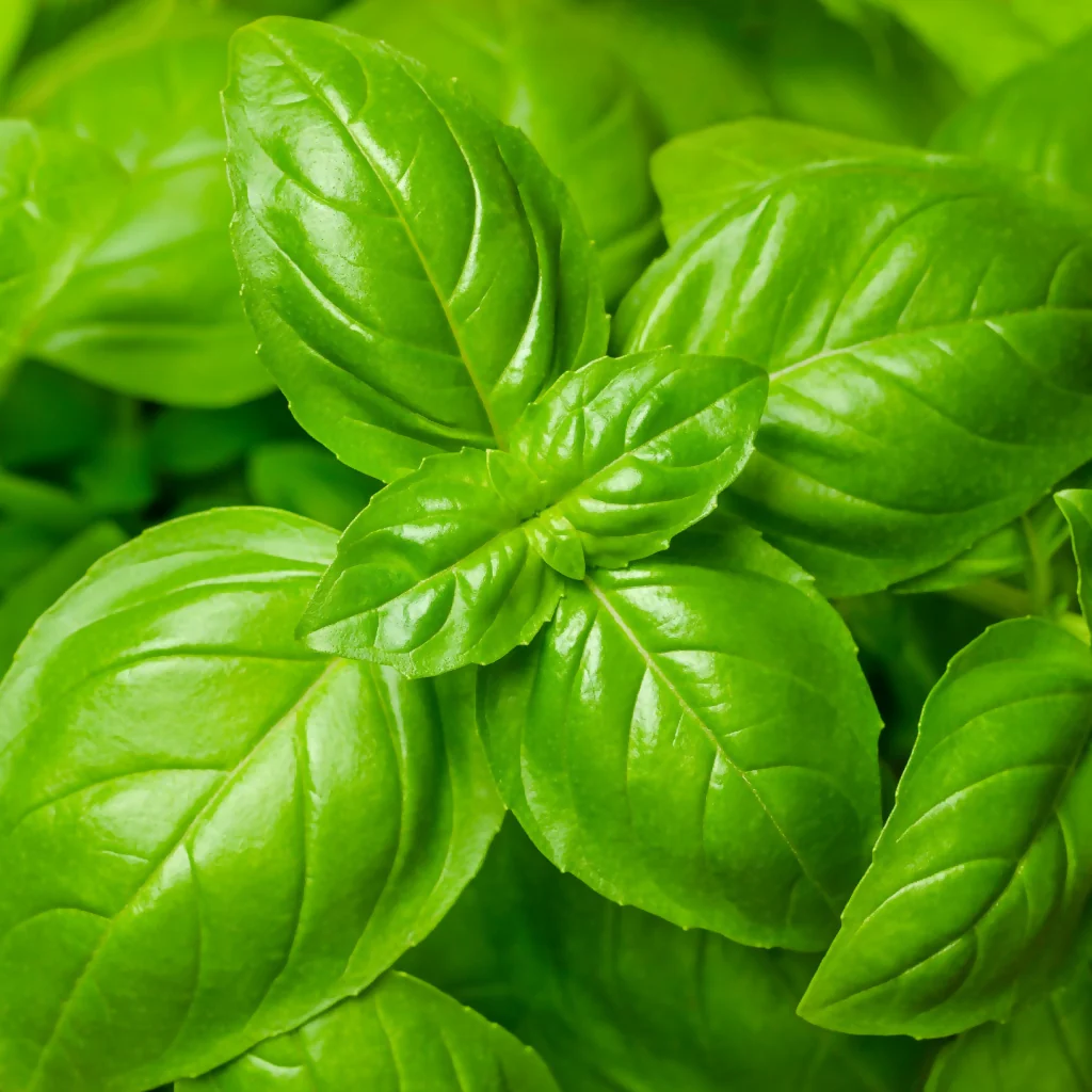 Basil Plants, 'Sweet Genovese', Full Plants in 1 Litre Pots - Image 3