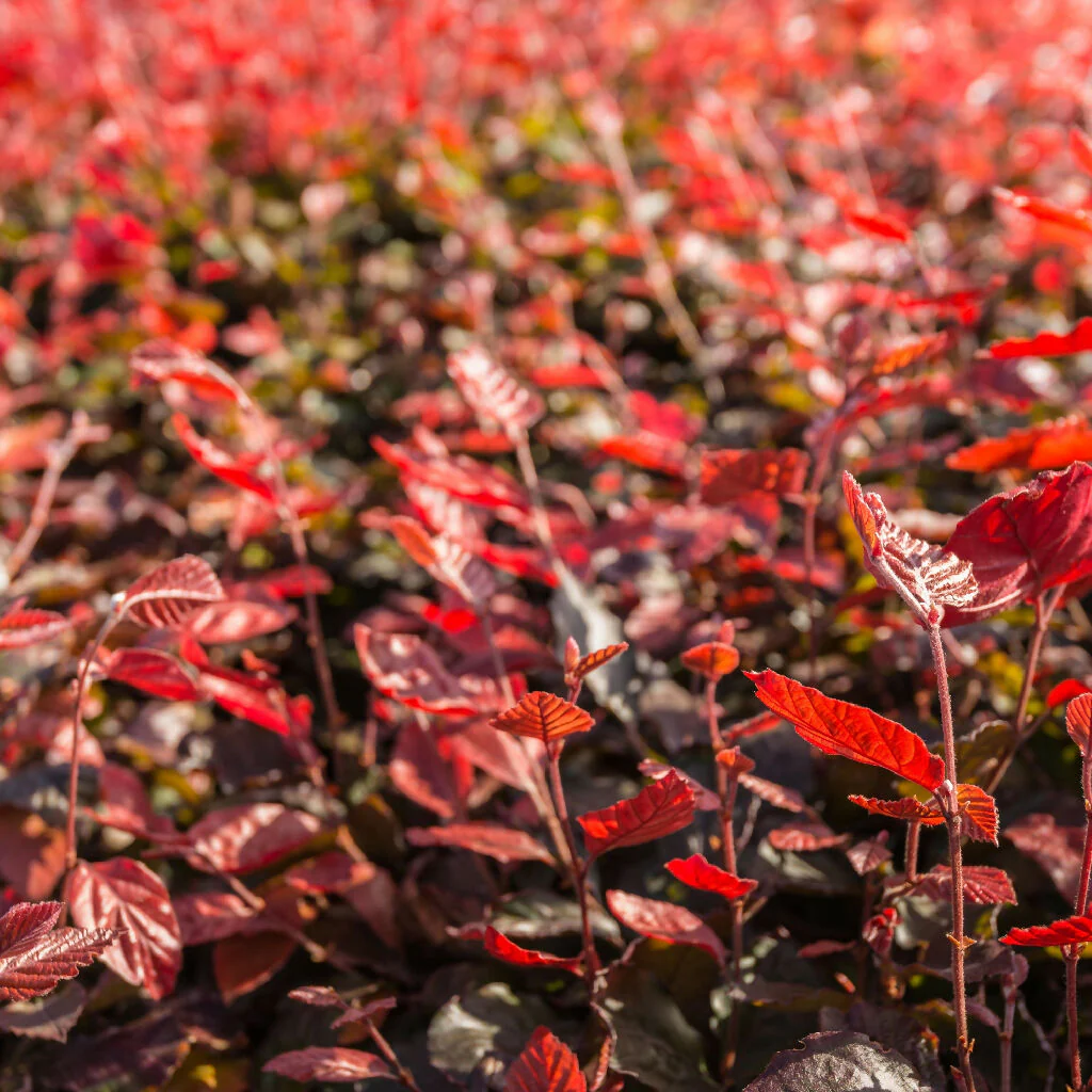 Beech Trees, Fagus Purpurea 'Copper Beech', Full Plants in 5 Litre Pots - Image 2