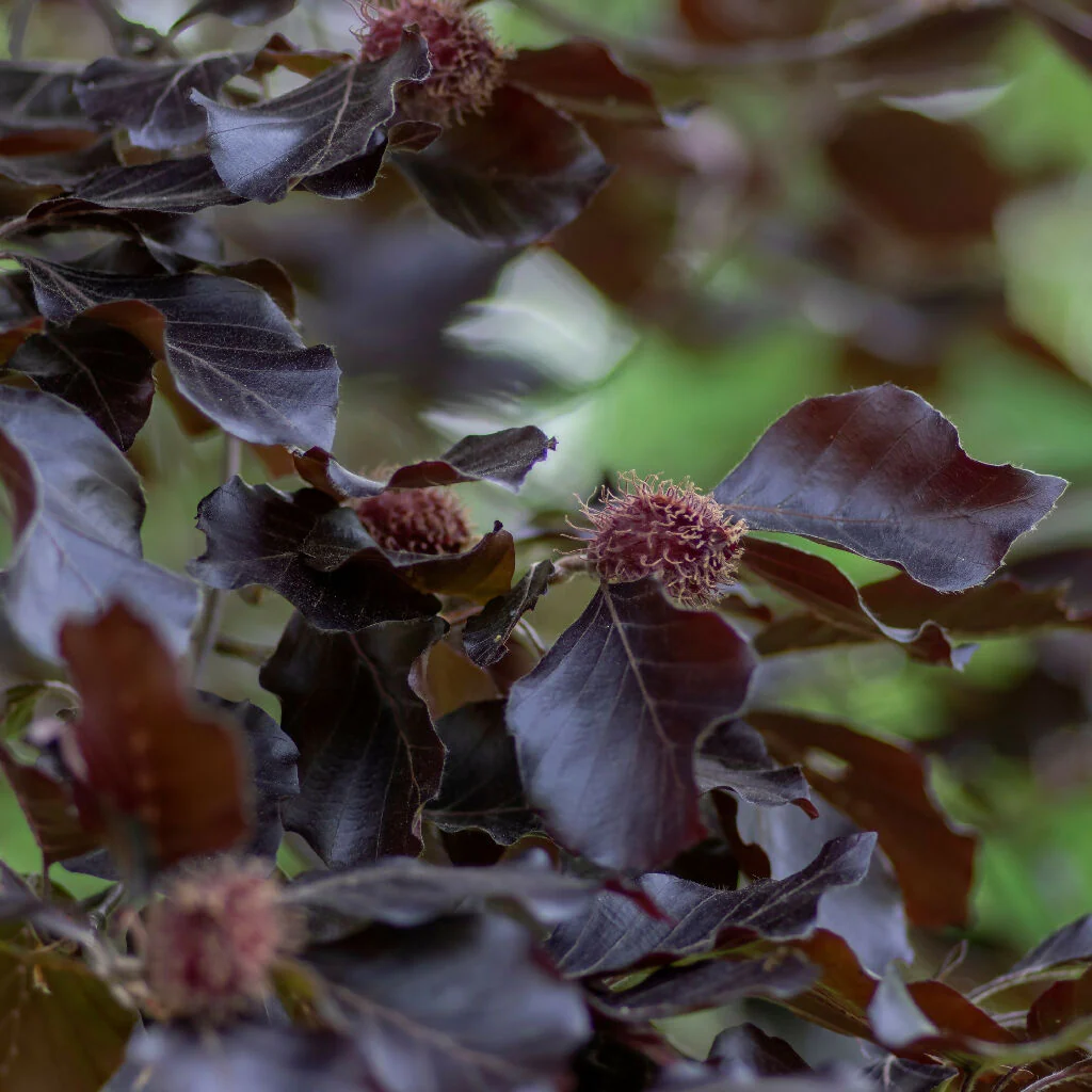 Beech Trees, Fagus Purpurea 'Copper Beech', Full Plants in 5 Litre Pots - Image 3
