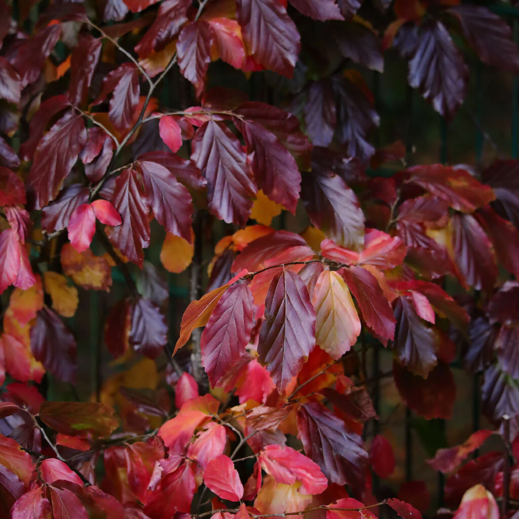 Beech Trees, Fagus Purpurea 'Copper Beech', Full Plants in 5 Litre Pots - Image 4