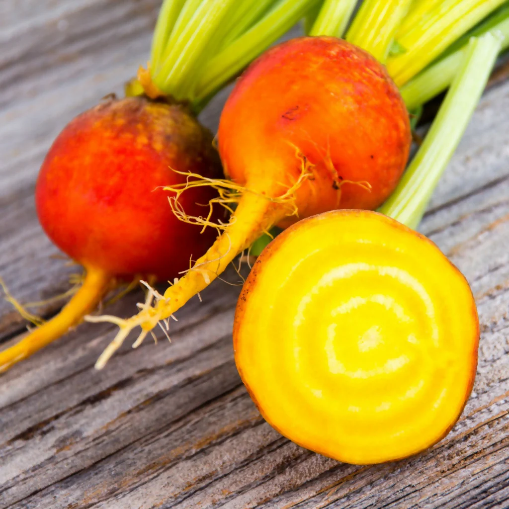 Beetroot Plants, 'Golden', 36 x Full Plant Pack