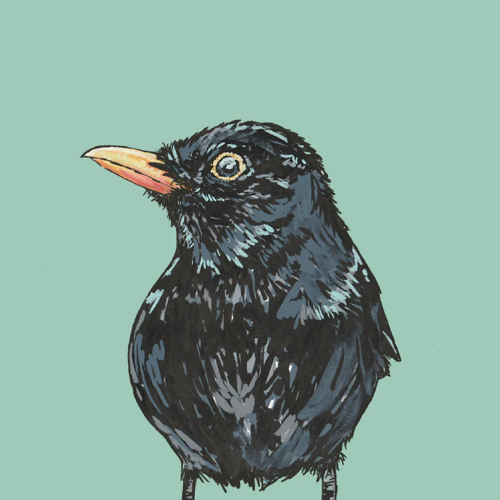 Blackbird British Bird Greeting Card - Image 2