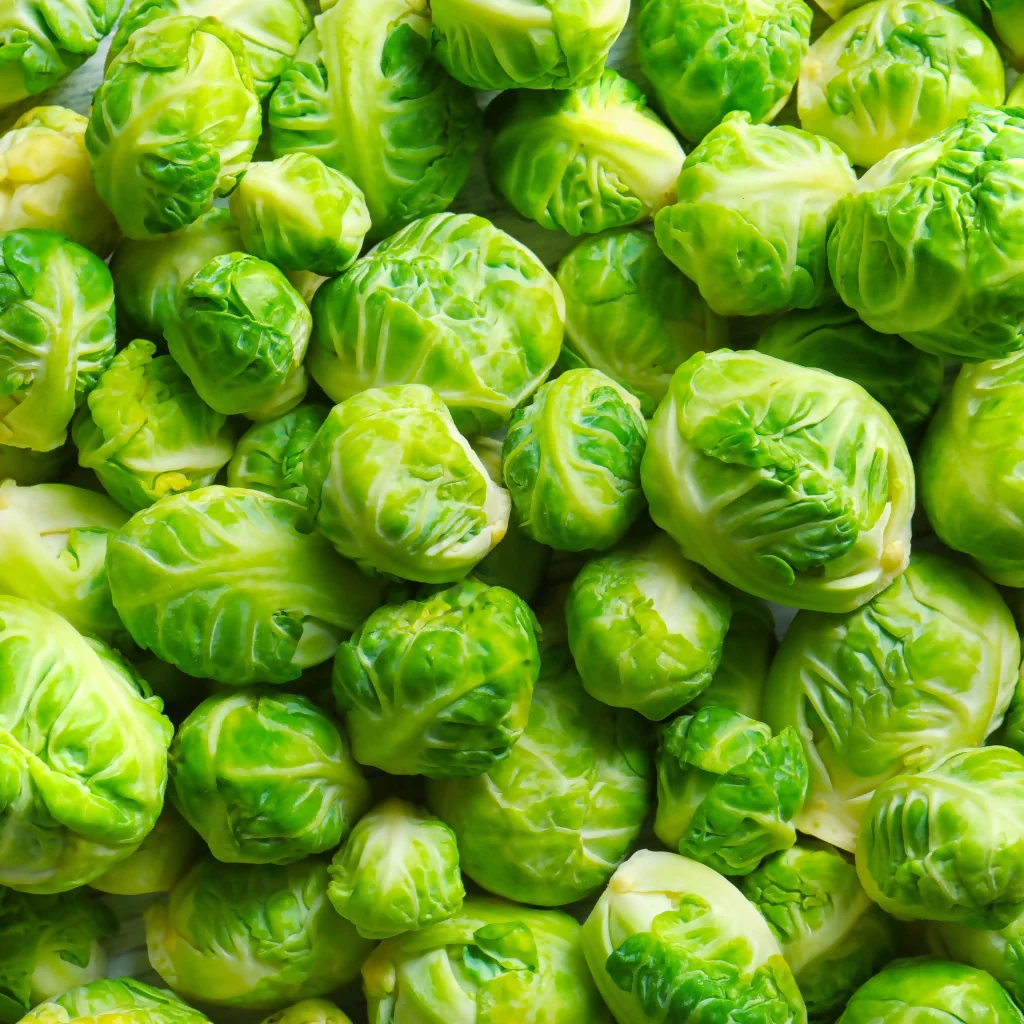 Brussels Sprout Plants, 'Brigitte', 12 x Full Plant Pack - Image 2