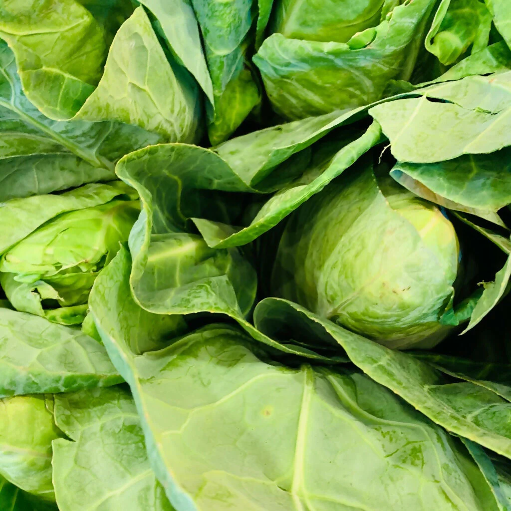 Cabbage Plants, 'Duchy', 12 x Full Plant Pack - Image 3