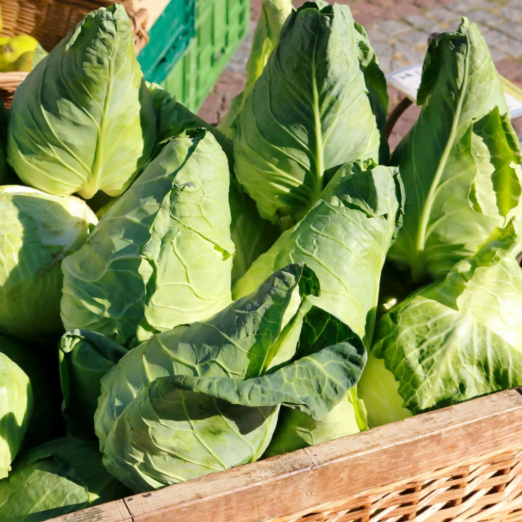 Cabbage Plants, 'Hispi Sweetheart', 12 x Full Plant Pack - Image 3