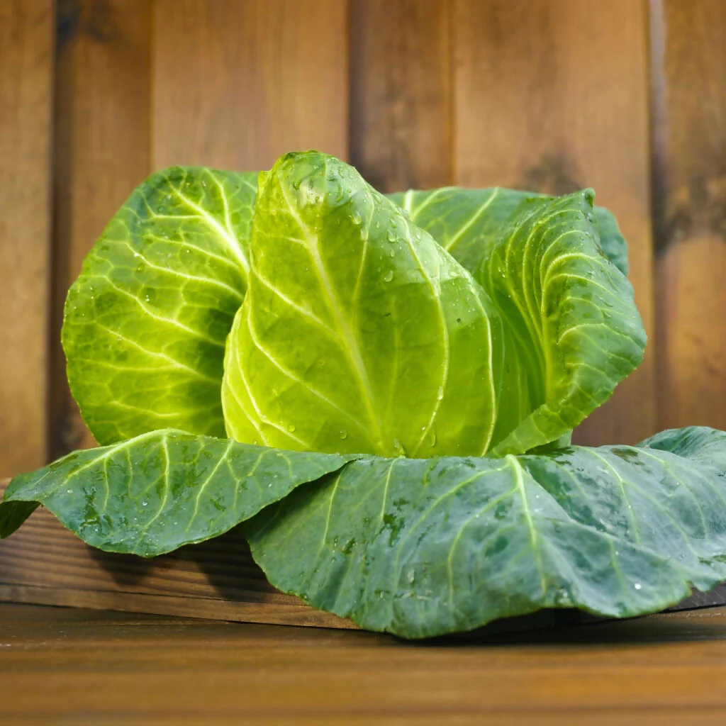 Cabbage Plants, 'Hispi Sweetheart', 12 x Full Plant Pack - Image 4