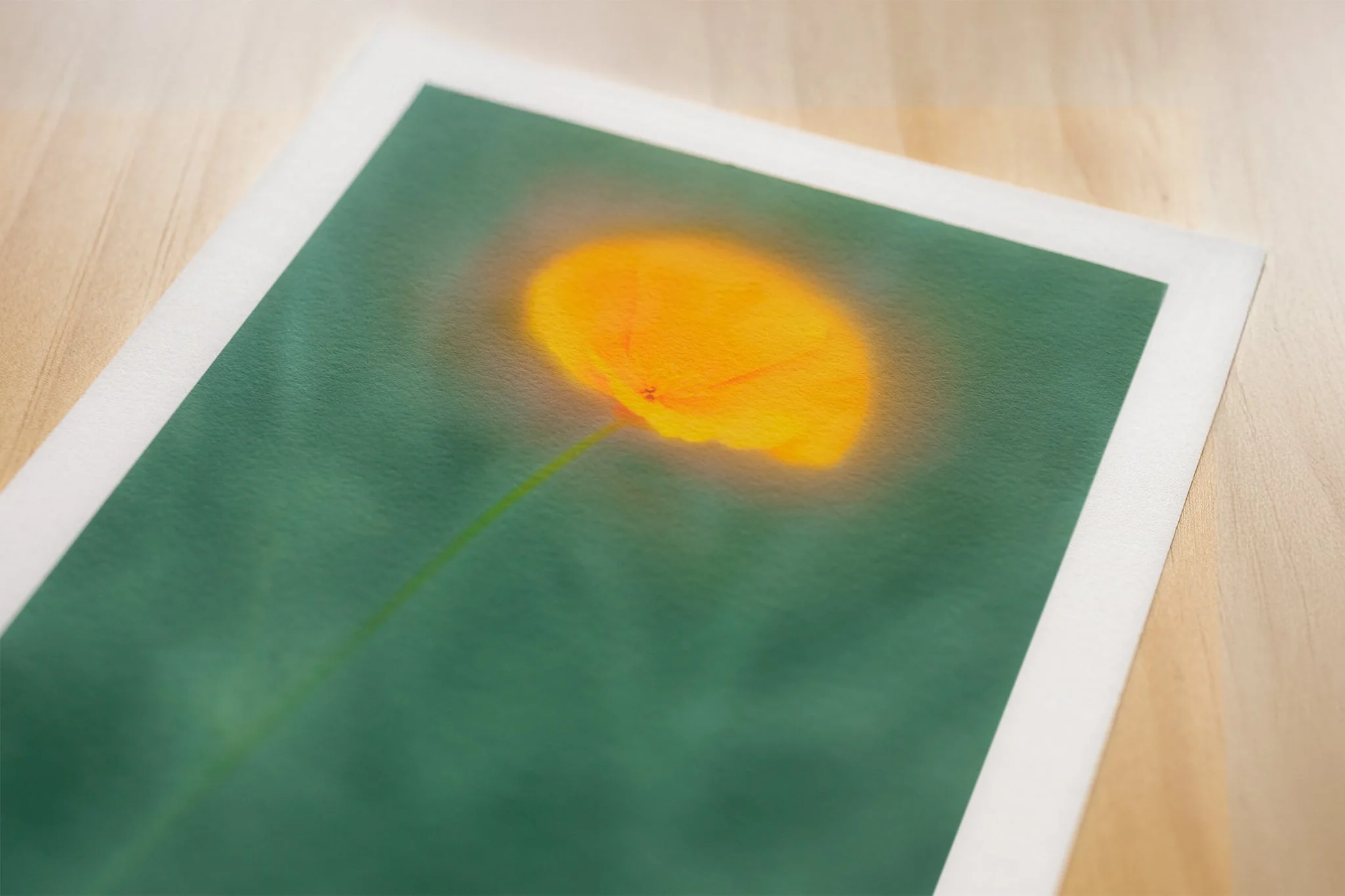 Flower Art Print for Home Interiors 'Californian Poppy' - Image 4