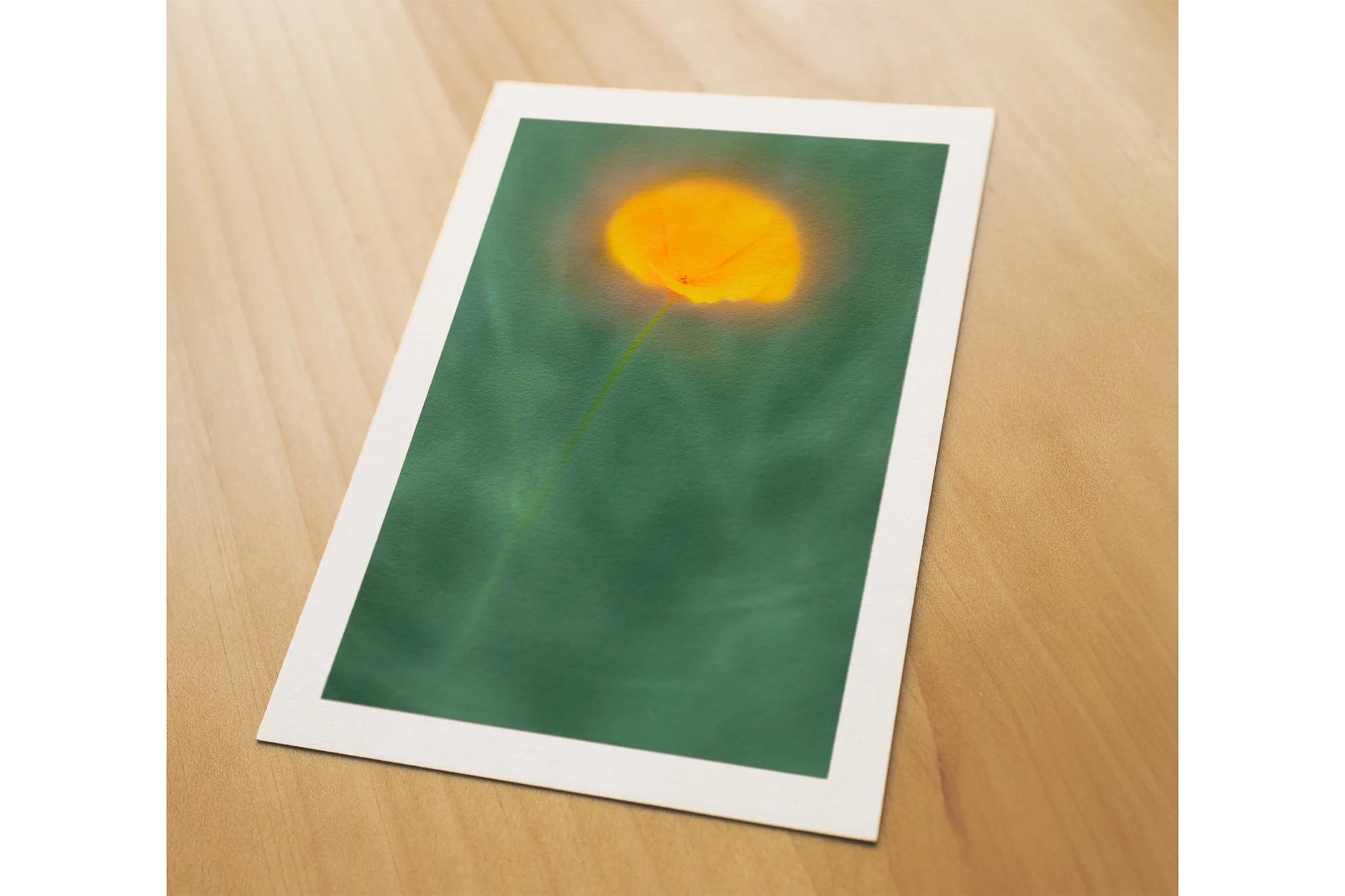 Flower Art Print for Home Interiors 'Californian Poppy' - Image 5