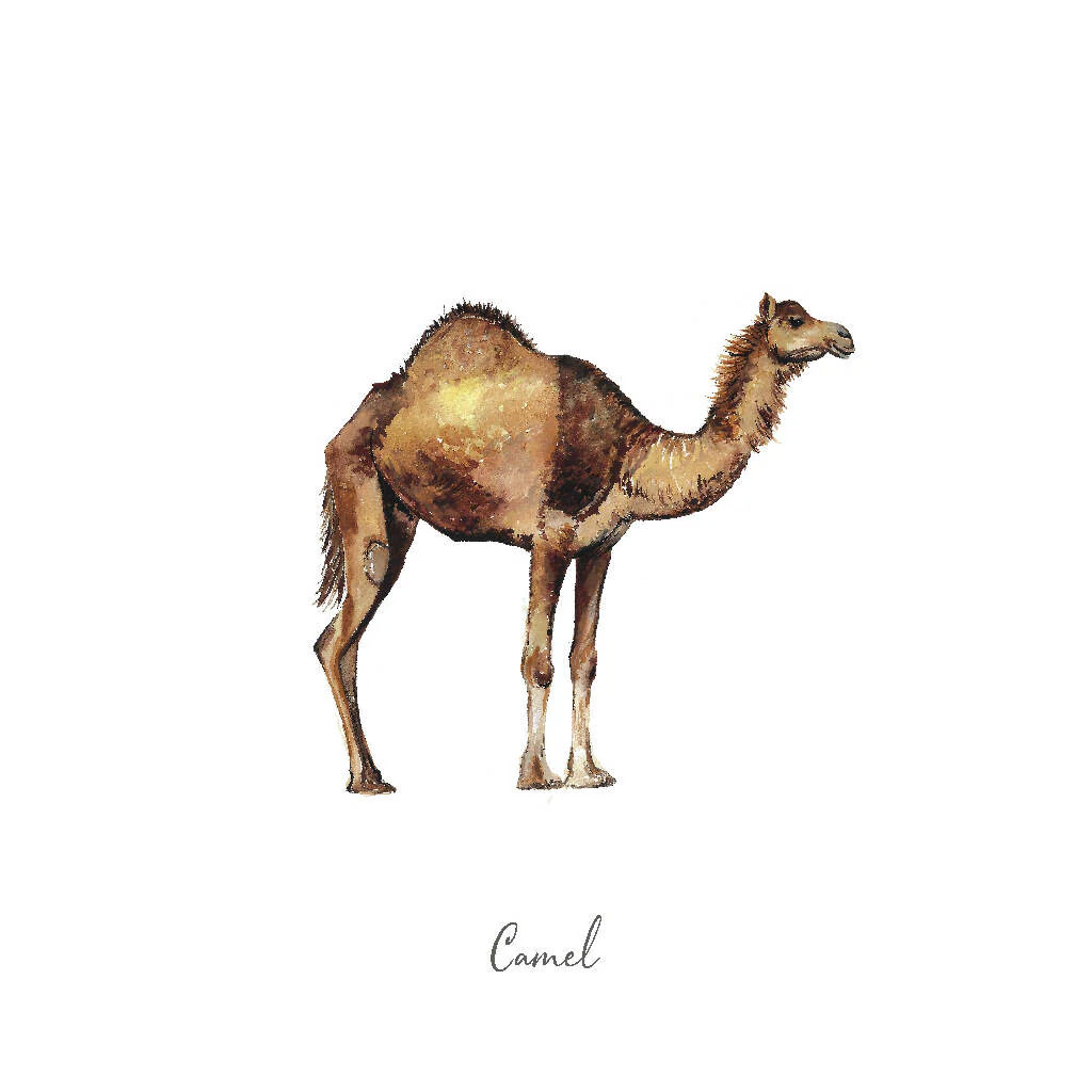 Camel Watercolour Art Print - Image 3