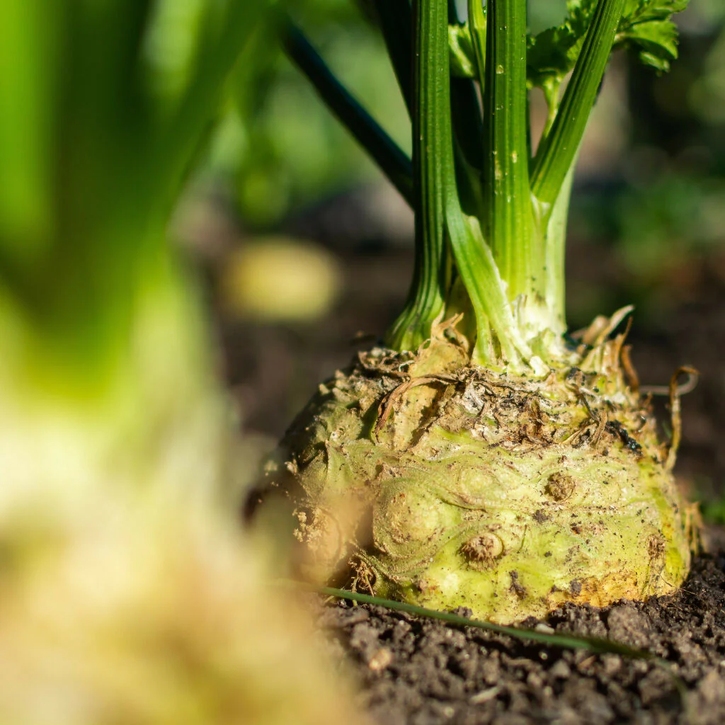 Celeriac Plants, 'Brilliant', 12 x Full Plant Pack - Image 2