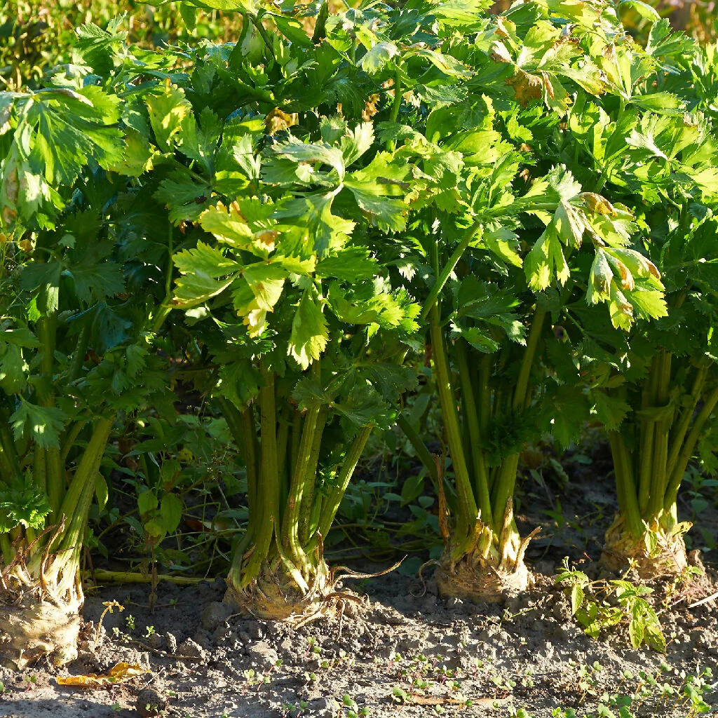 Celeriac Plants, 'Brilliant', 12 x Full Plant Pack - Image 4