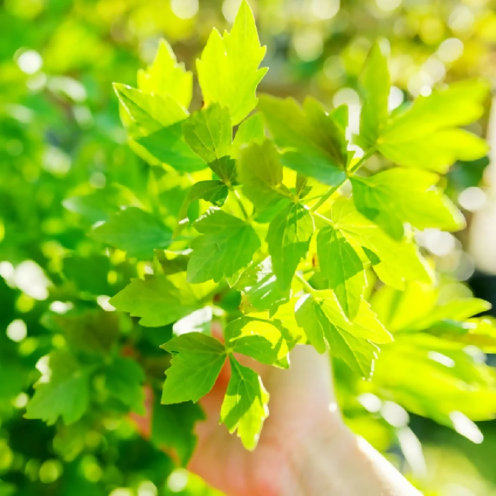 Chervil Plants, Full Plants in 9cm Pots - Image 2