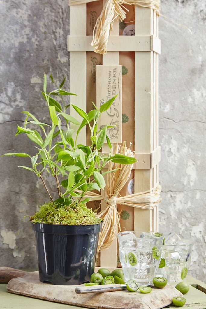 Cocktail Kiwi plant with Crate - Image 3