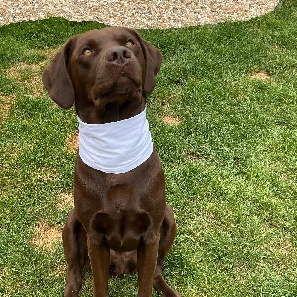 Cooling Dog Snood