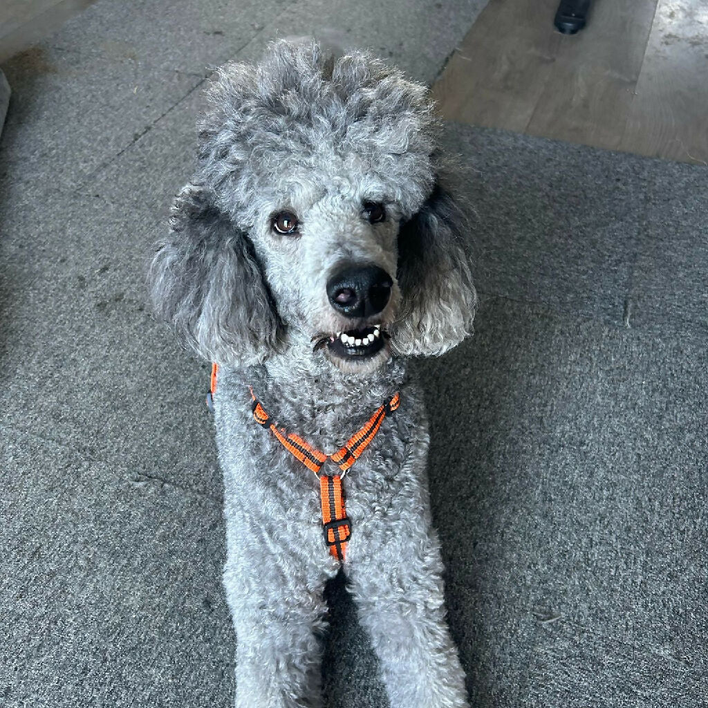Dog Harness in Orange and Brown Stripe - sizes - SMALL - S/M - M/L - Image 3