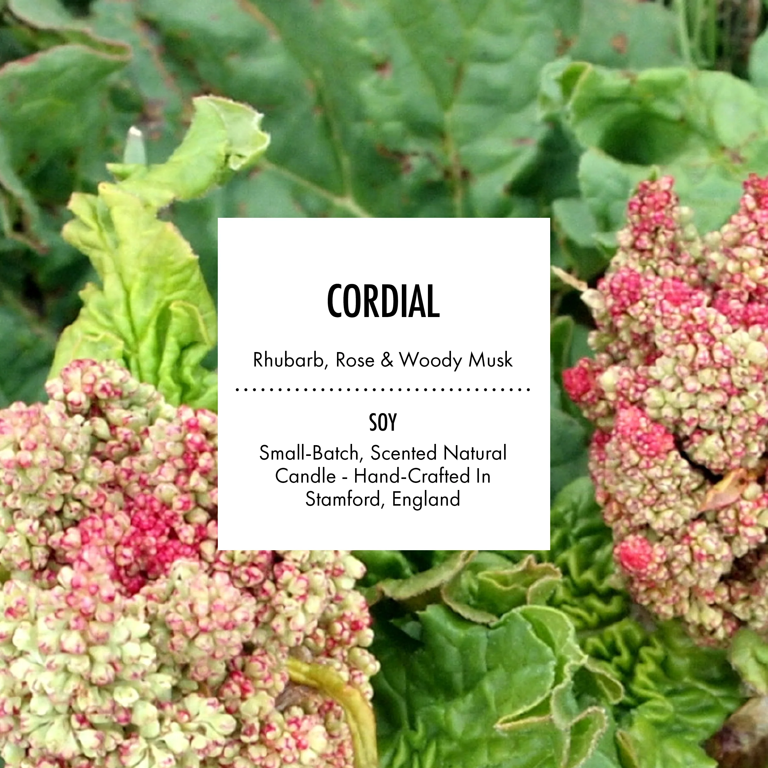 Cordial - Scented Soy Candle - Image 5