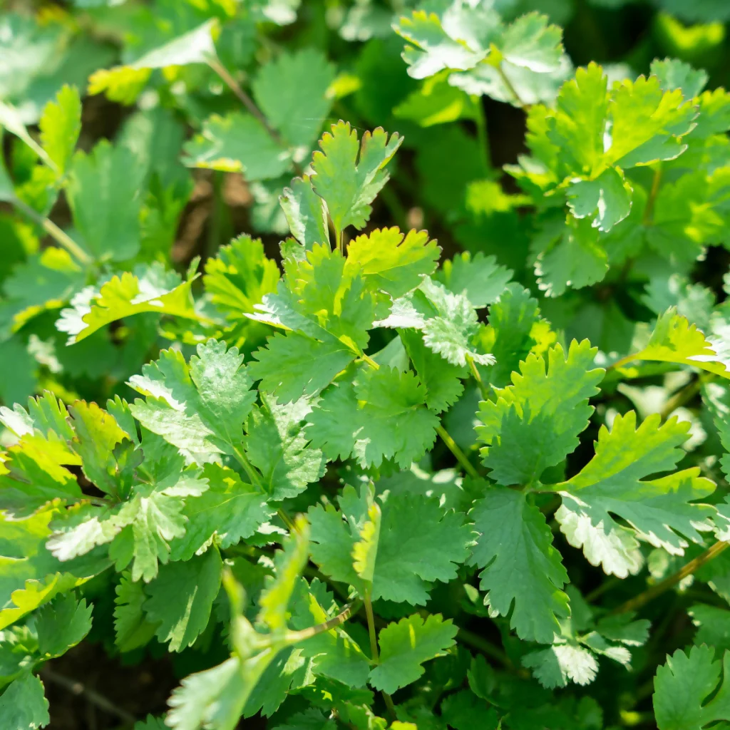 Coriander, Full Plants in 9cm Pots - Image 2