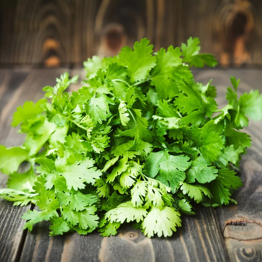 Coriander, Full Plants in 9cm Pots - Image 3