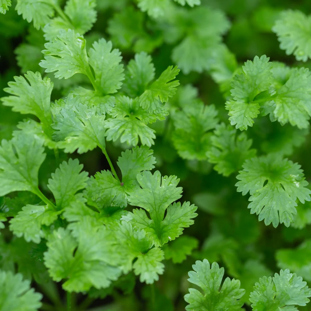 Coriander, Full Plants in 9cm Pots - Image 4