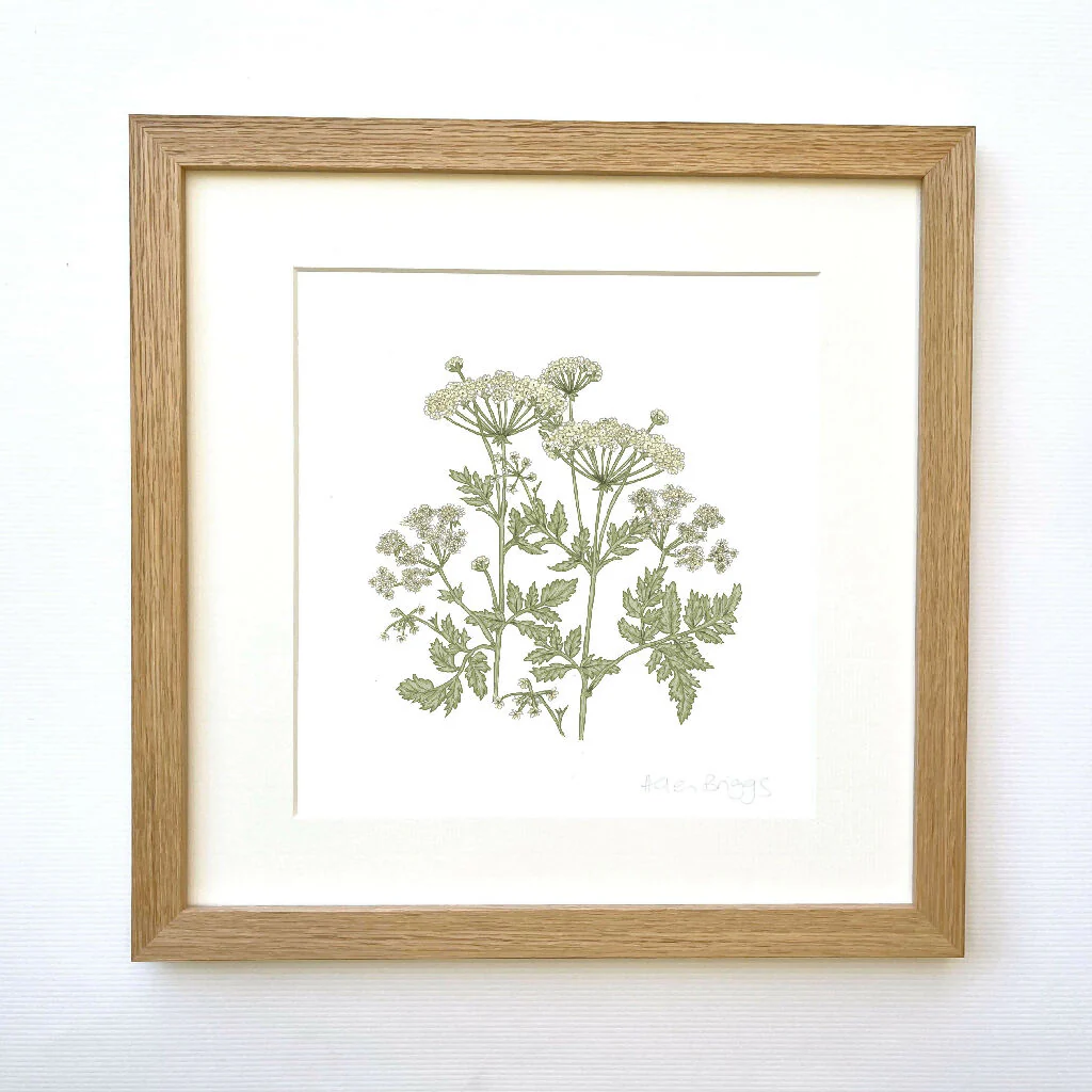 Cow Parsley Signed and Mounted Giclée Art Print - Image 4