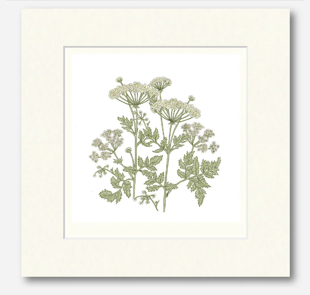 Cow Parsley Signed and Mounted Giclée Art Print - Image 5