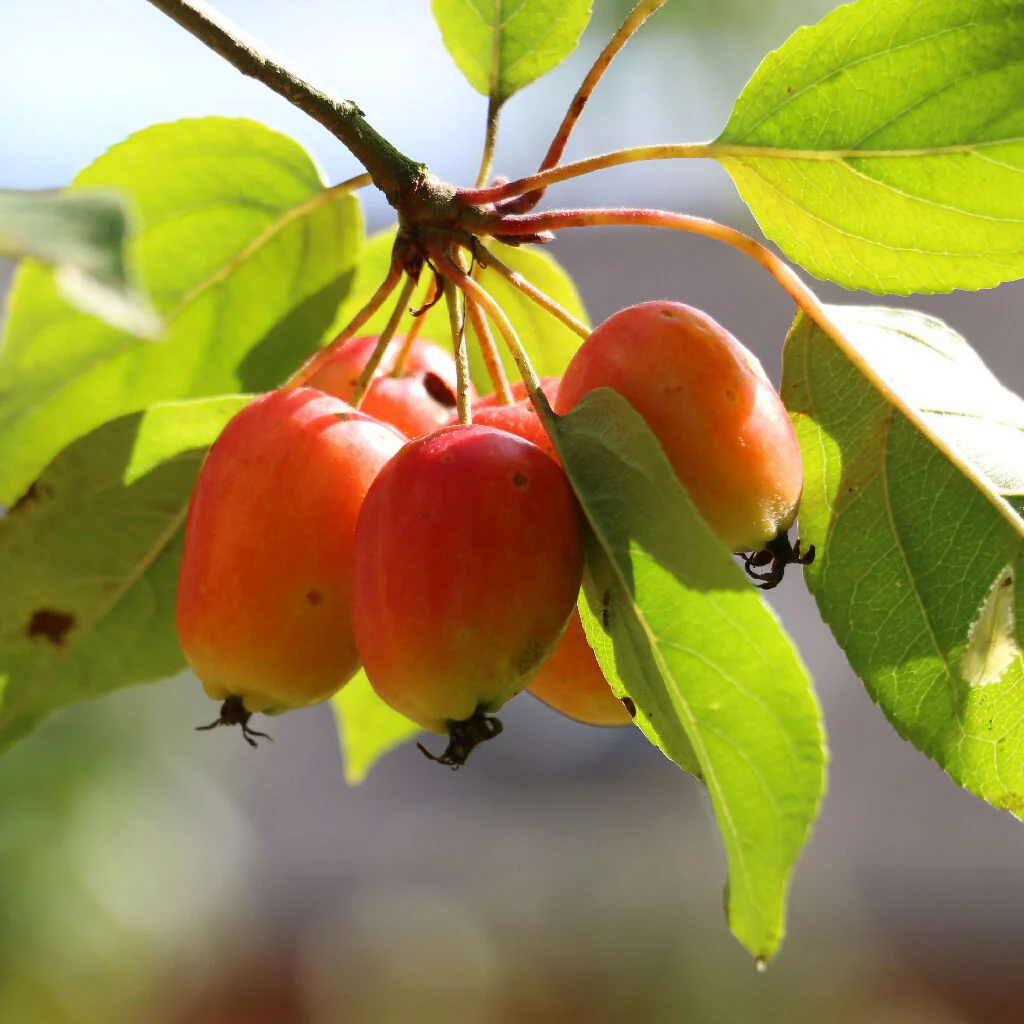 Crab Apple Trees, 'John Downie', Full Plants in 10 Litre Pots - Image 3