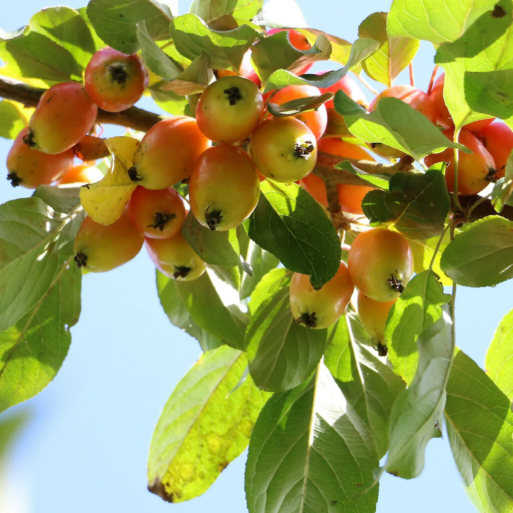 Crab Apple Trees, 'John Downie', Full Plants in 10 Litre Pots - Image 4