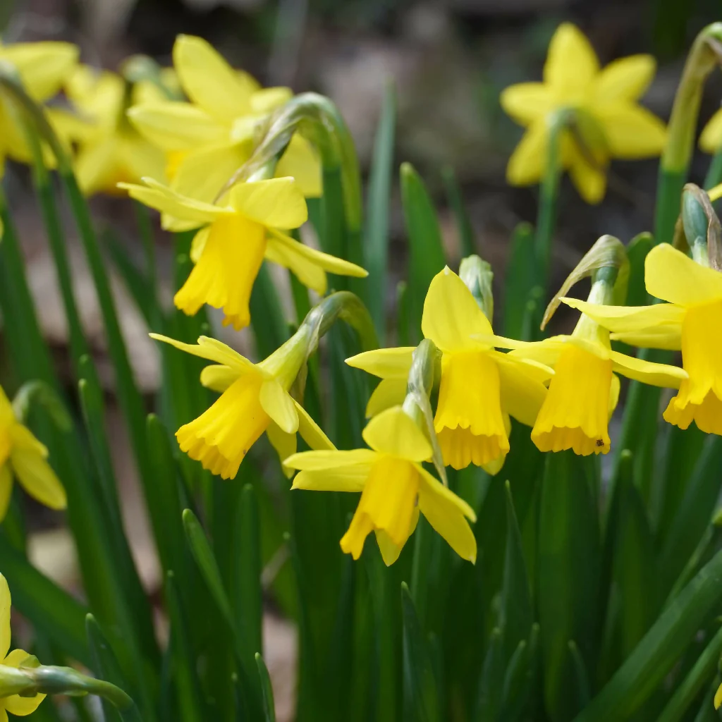 Daffodil Bulbs, 'Tete a Tete', Bulb Pack - Image 2