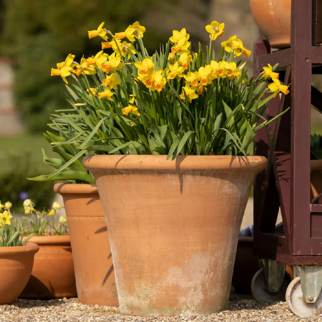 Daffodil Bulbs, 'Tete a Tete', Bulb Pack - Image 3