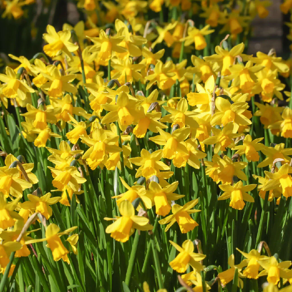 Daffodil Bulbs, 'Tete a Tete', Bulb Pack - Image 4