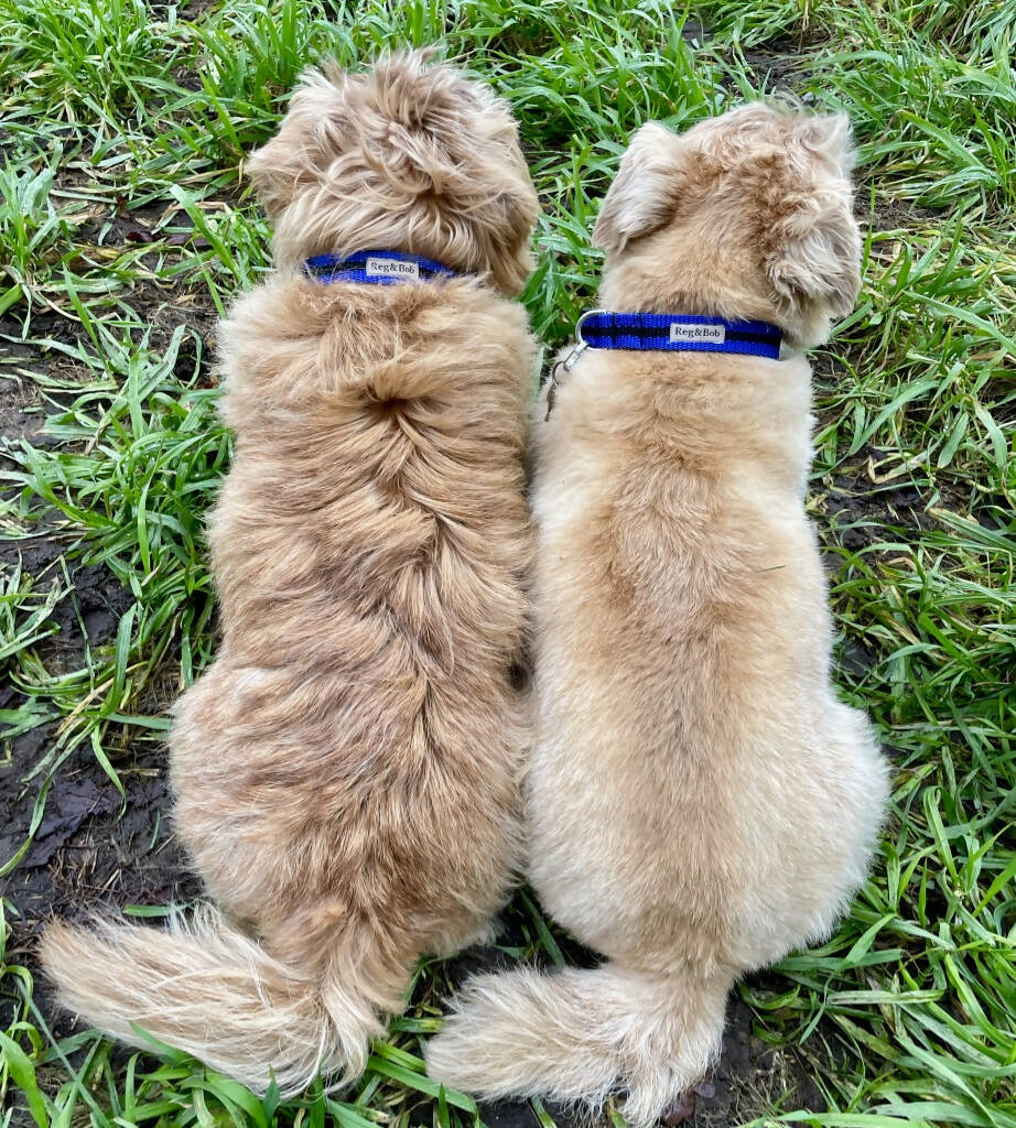 Dog Collar In Blue And Black Stripe - 4 sizes - Image 3