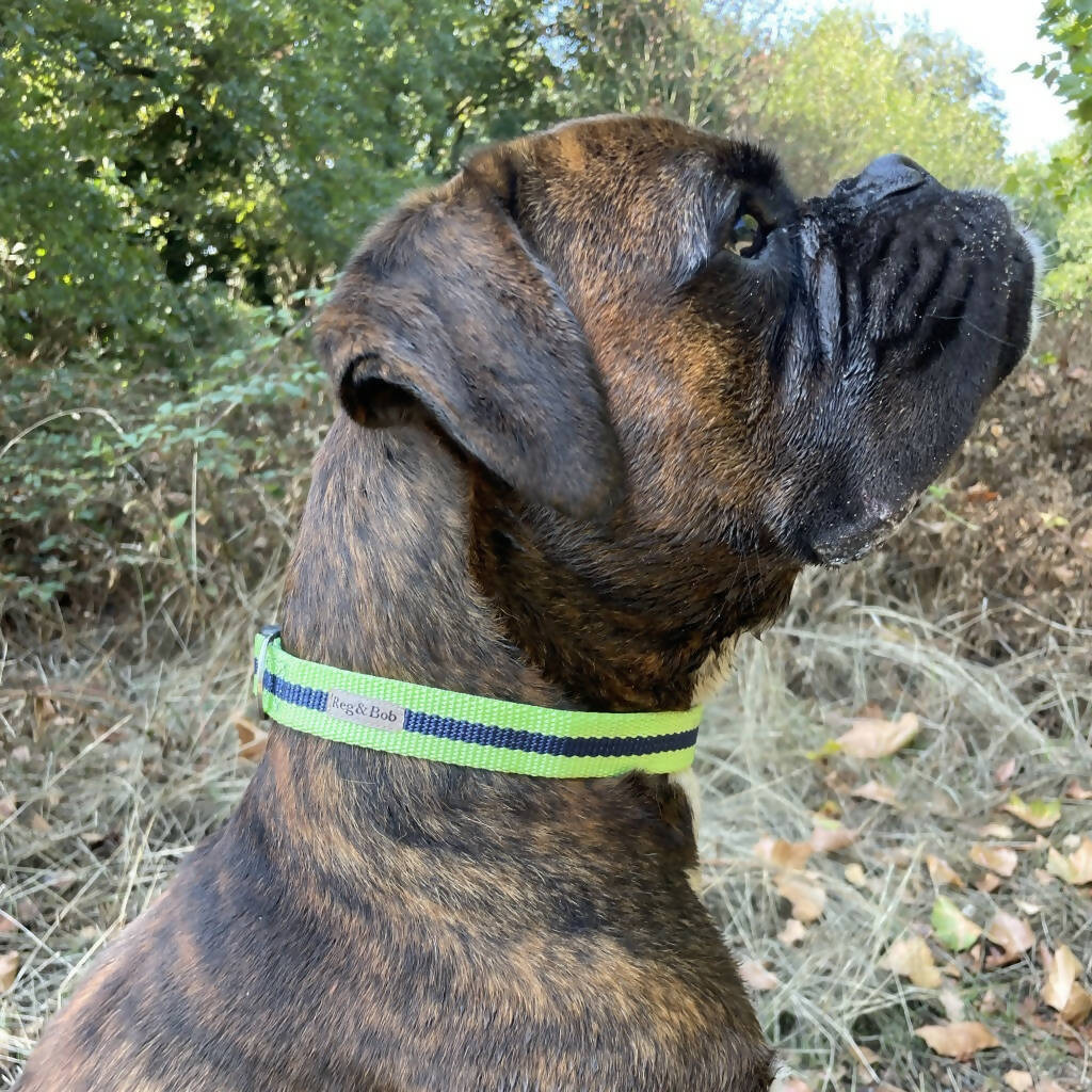 Dog Collar In Lime And Navy Stripe - 3 sizes - Image 3